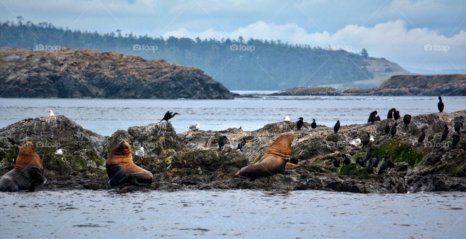 Sea lions, cormorants, and gulls on the rocks