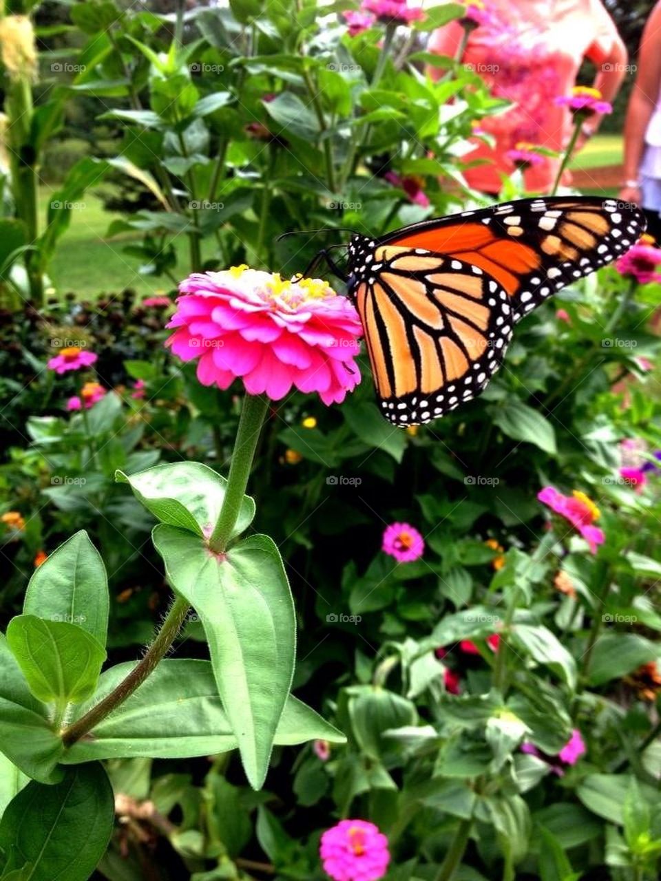 A beautiful butterfly in the garden :)