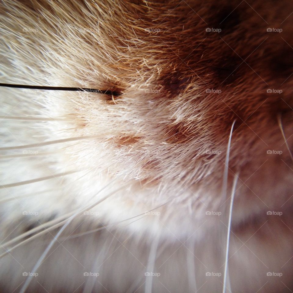 Whiskers