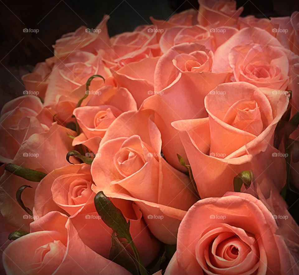 Peach roses