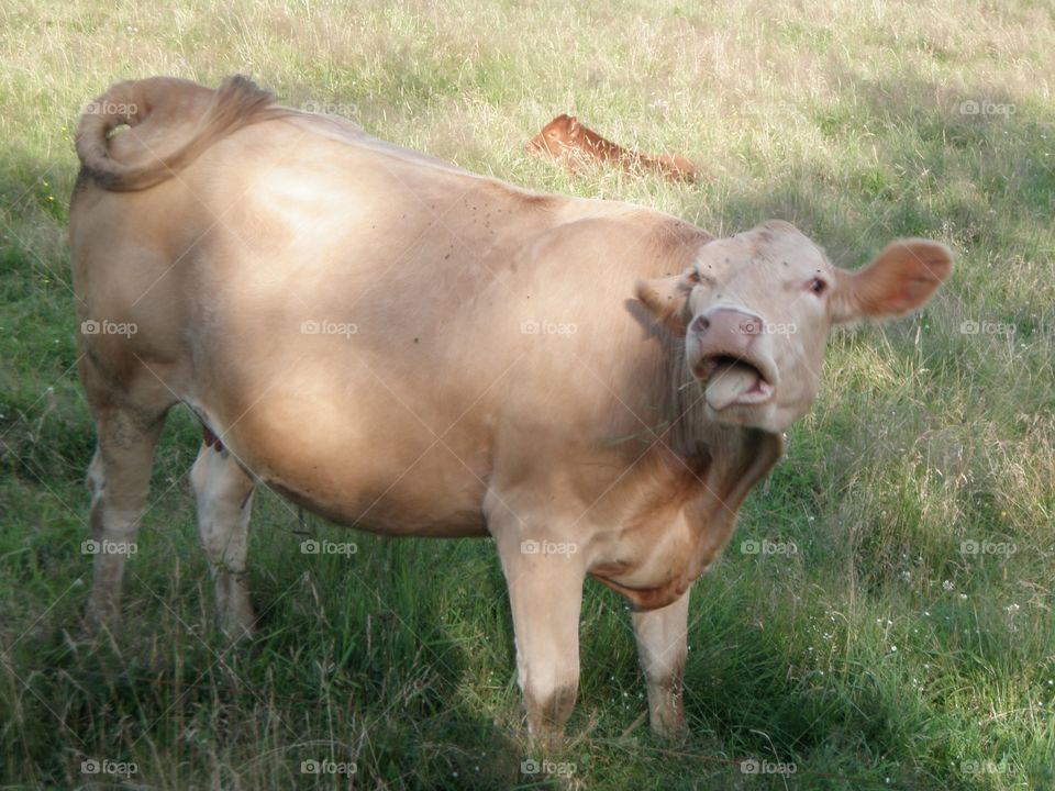 Cow face 