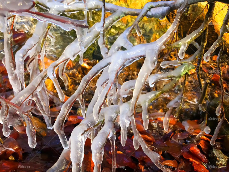 Ice branches 