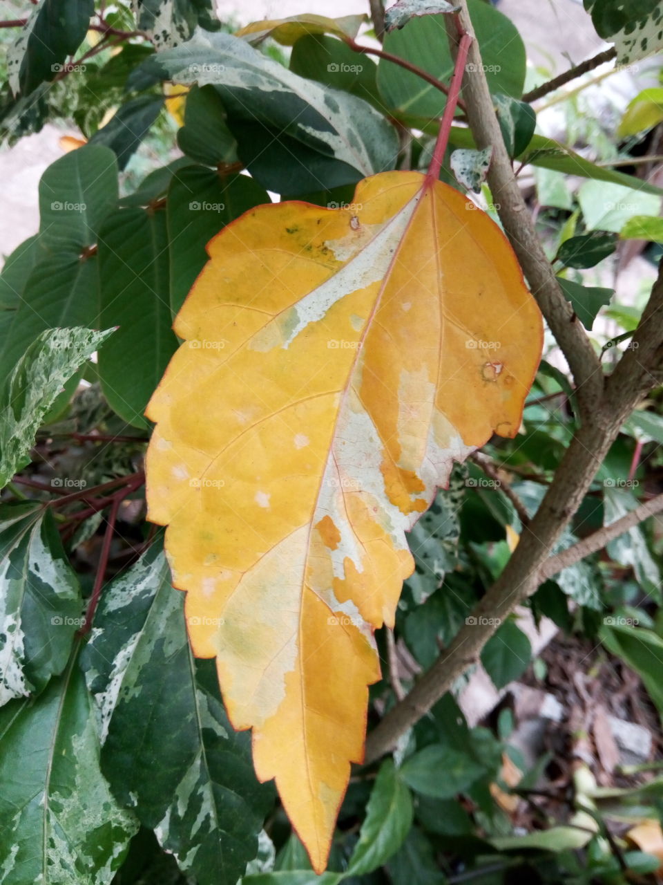 Leaf, Nature, No Person, Flora, Fall