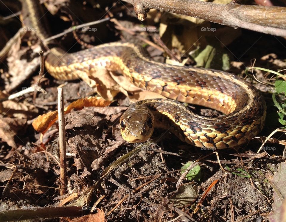 Garter snake in fallen leaves