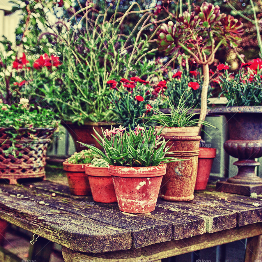 halmstad sweden flowers garden by hanswessberg