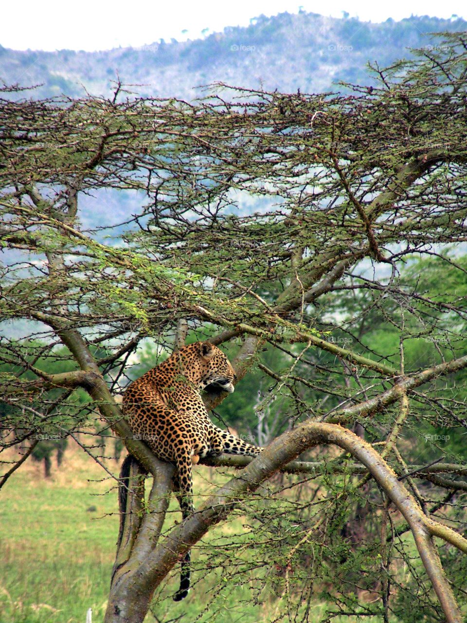 Leopard on a tree, Serengeti national park, Tanzania