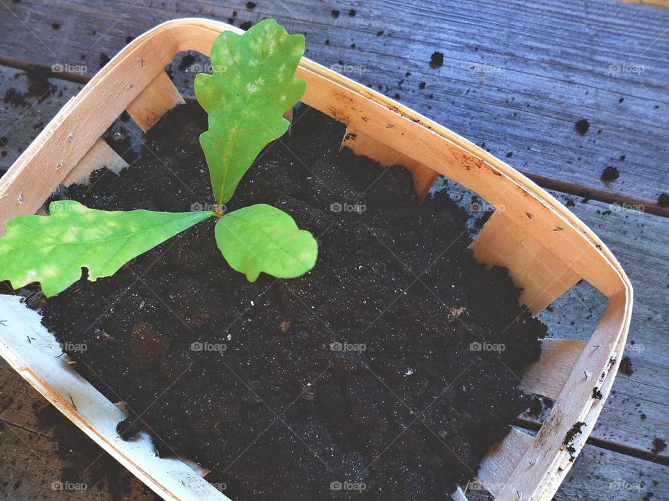 spring seedling of a young oak tree