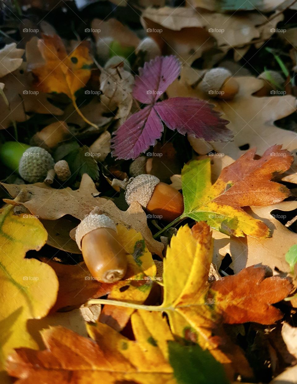 First signs of autumn