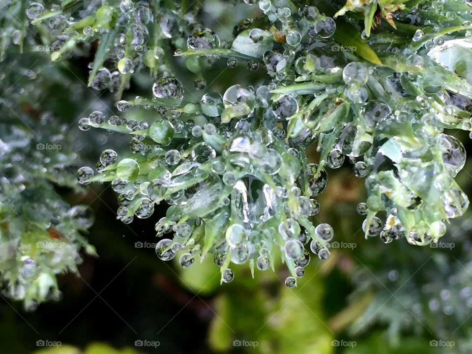 Rain drops on a plant