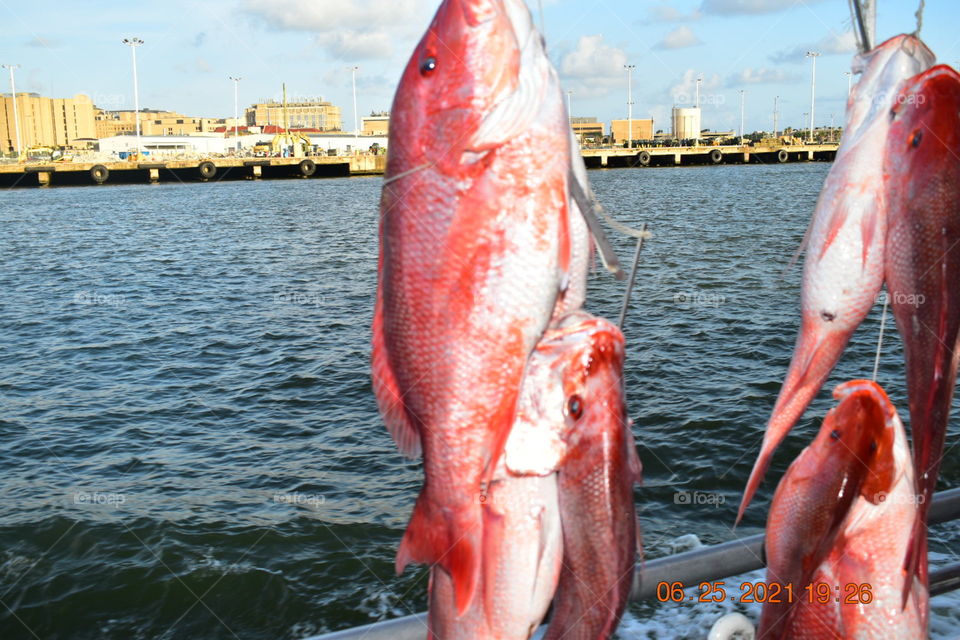 Red Snapper Fish Gulf of Mexico off of Galveston