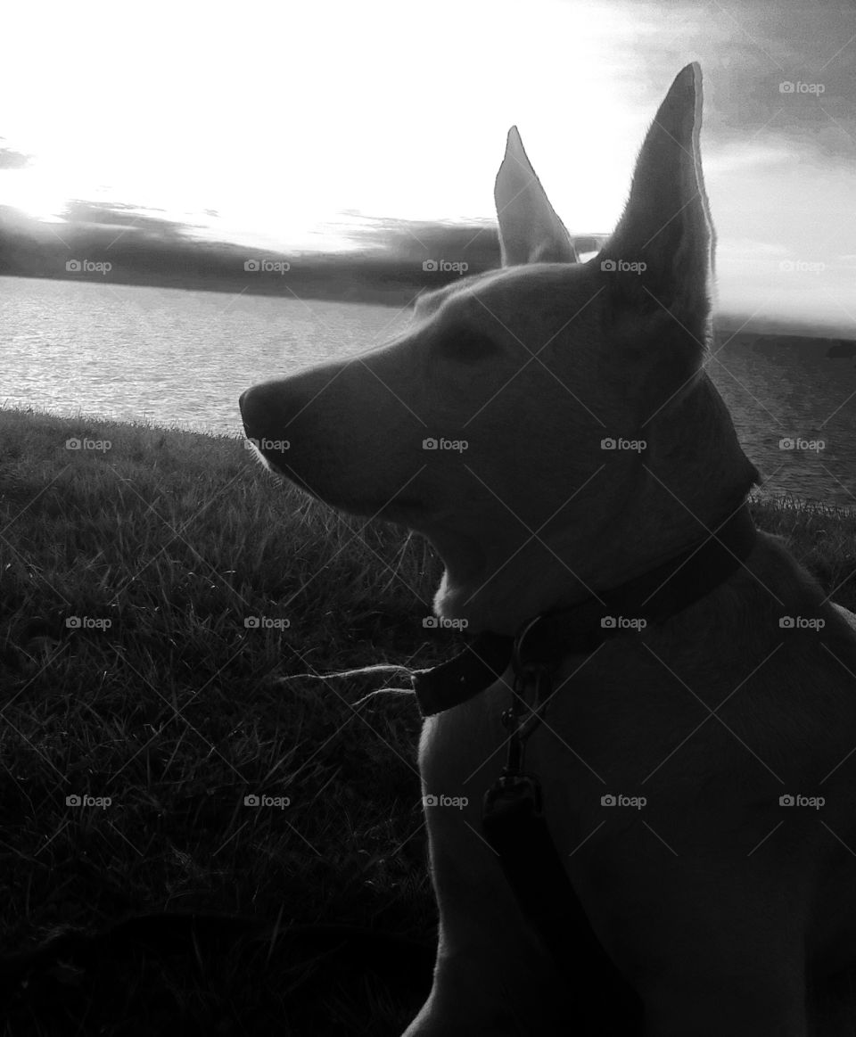 Phoebe dog at the lake