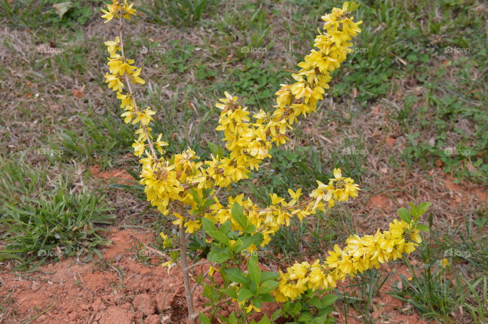 yellowbell bush