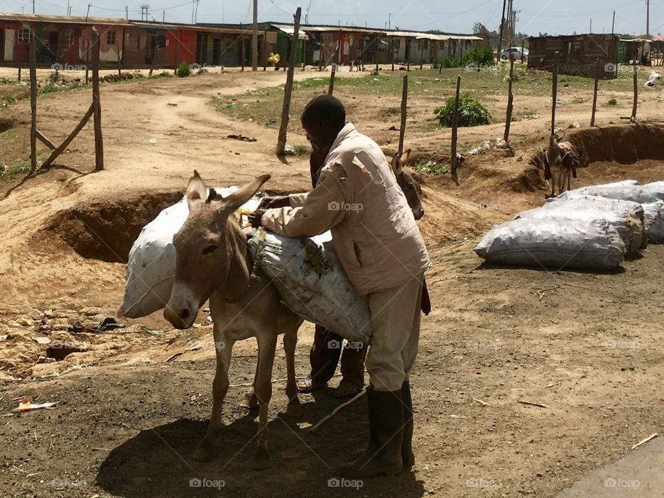 Loading a donkey in Kenya