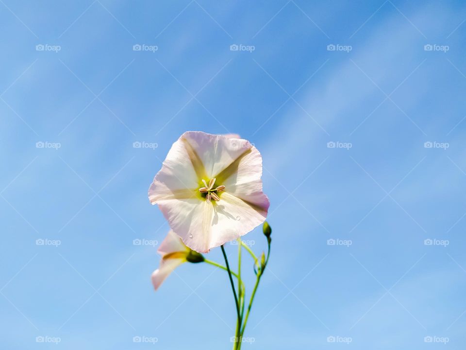 A beautiful view of bindweed on against a blue sky
