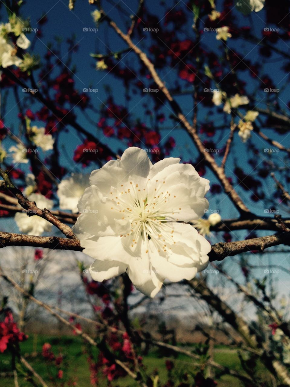 Peach tree blooms