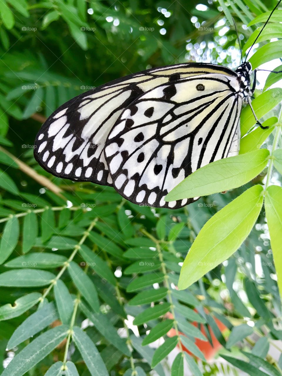 Black & White Butterfly