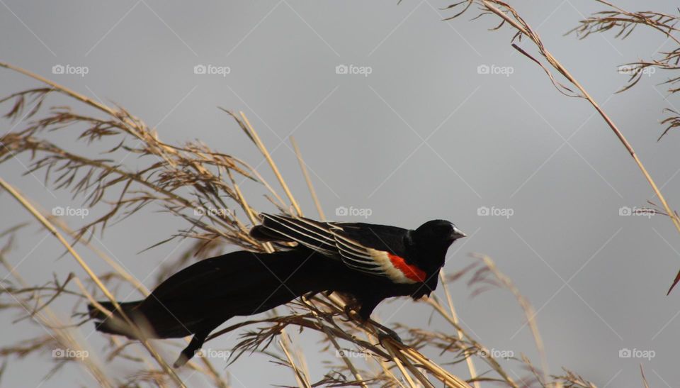 Long-tailed Widowbird.