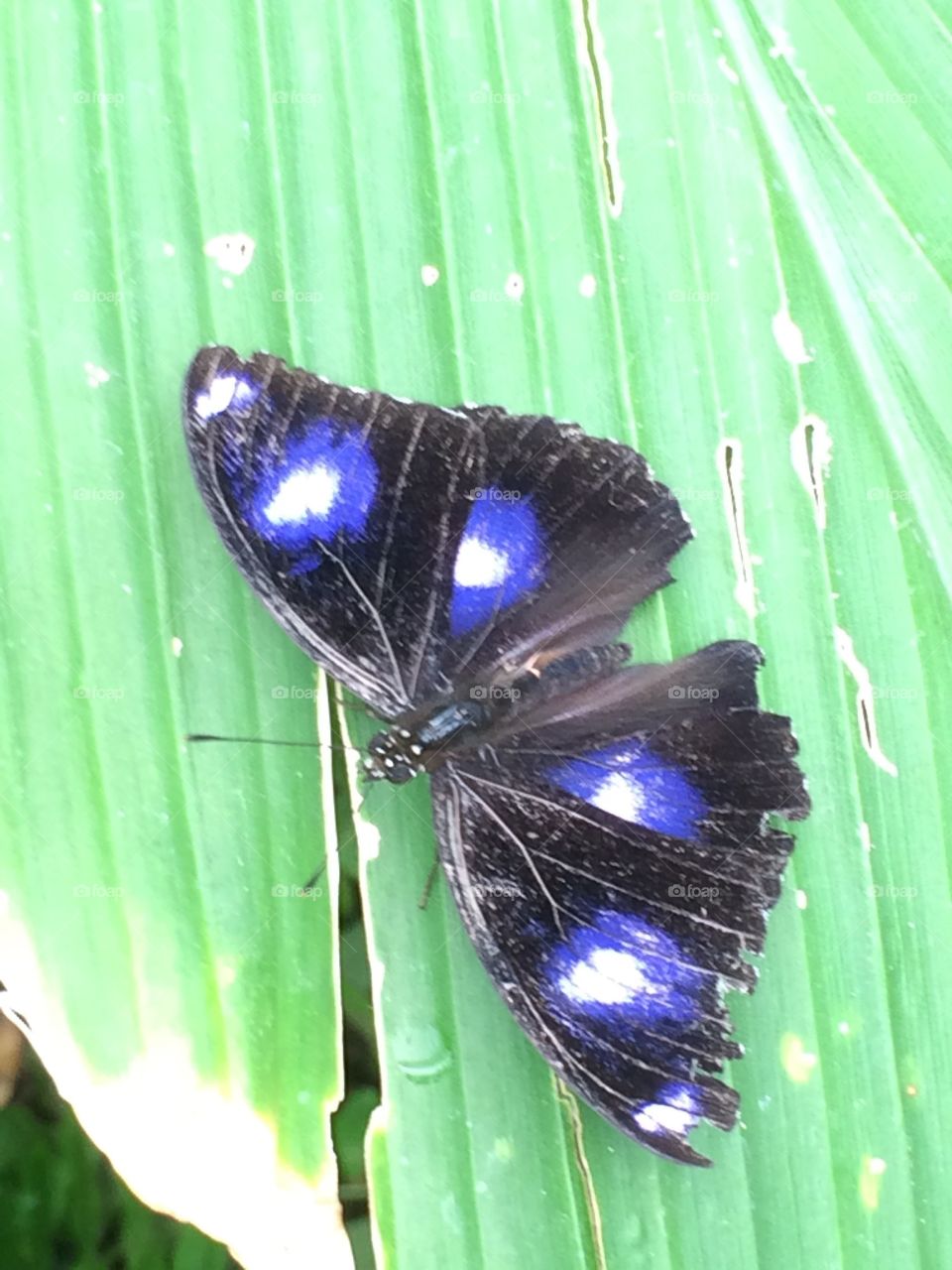 Australian butterfly 