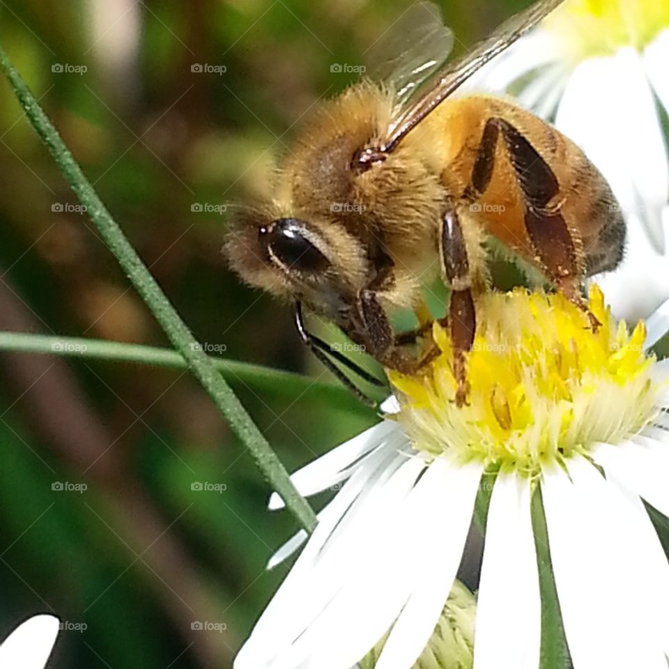 bee life