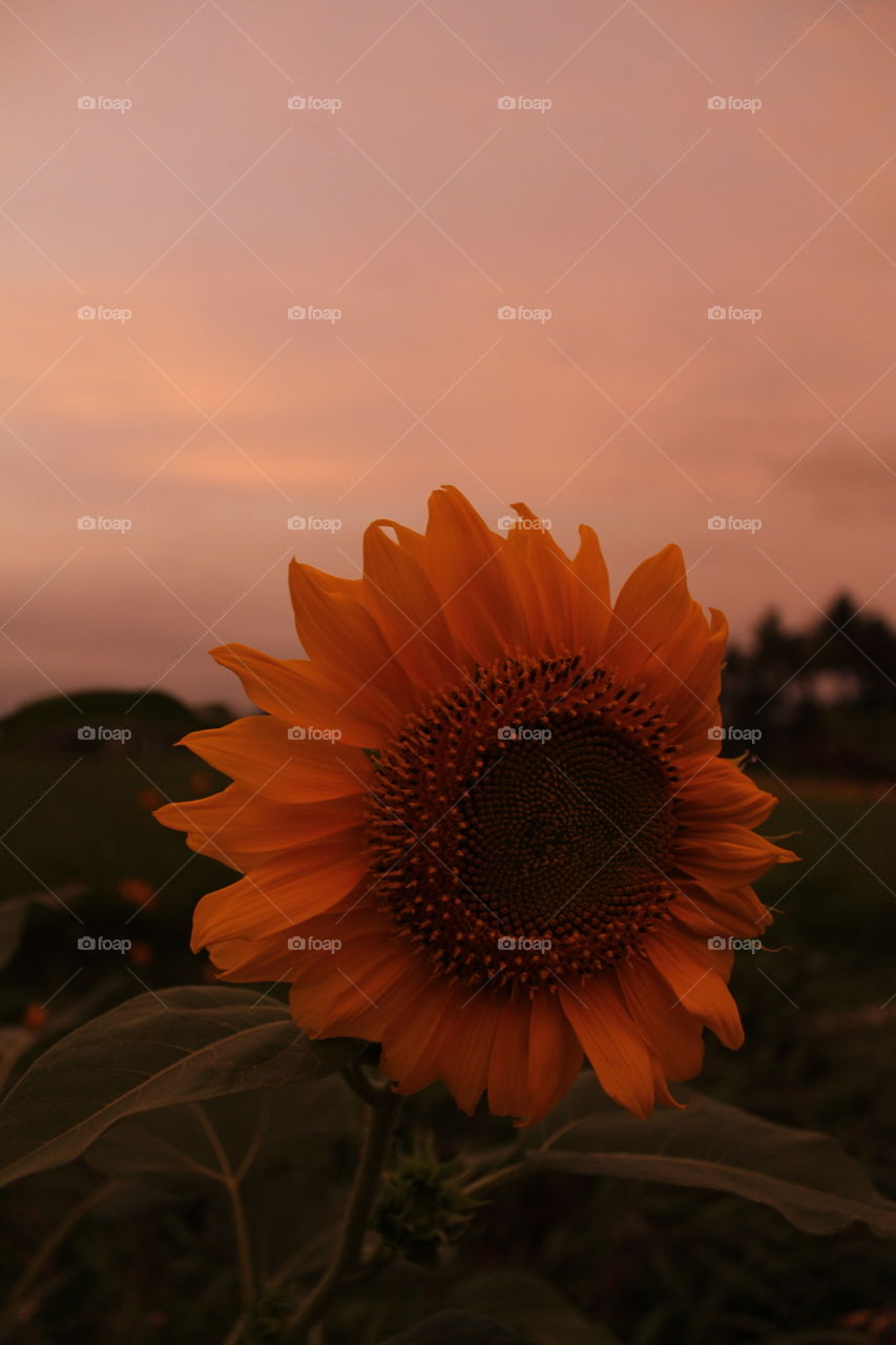 Sunshine and Sunflower🐝