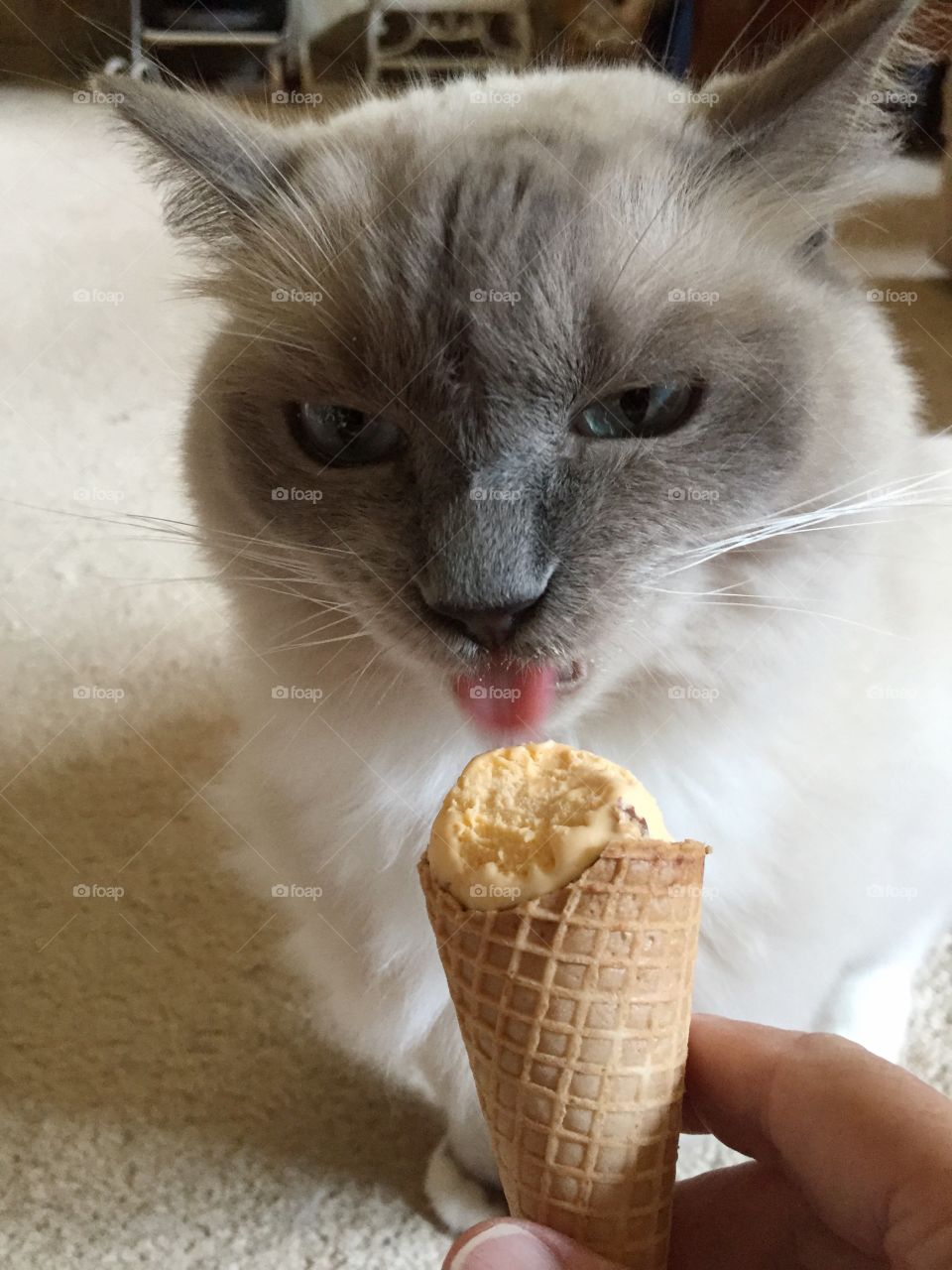 Cat eating ice cream. Just eating ice cream for the first time