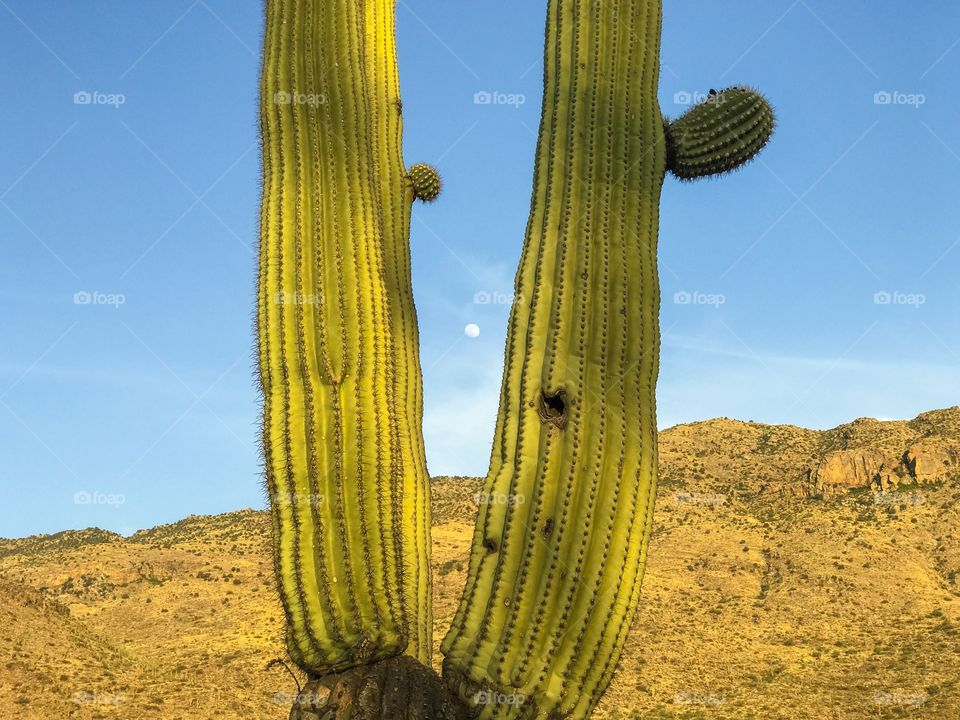 Saguaro Cactus 