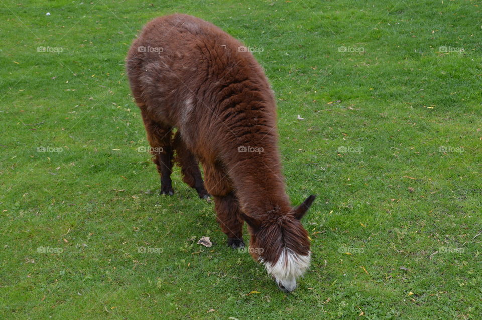 Lama Eating Grass
