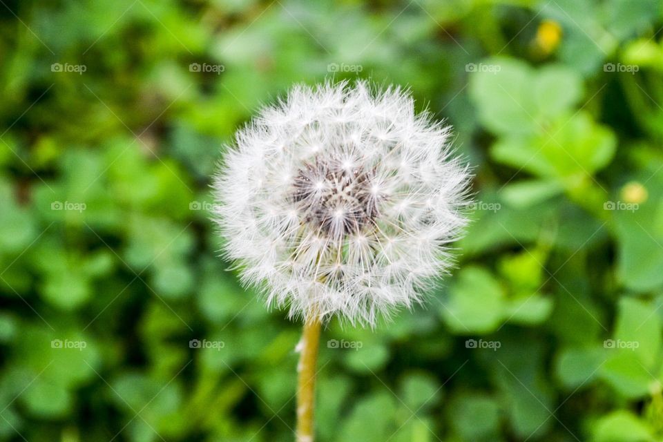 Single seed head dandelion in green field closeup 