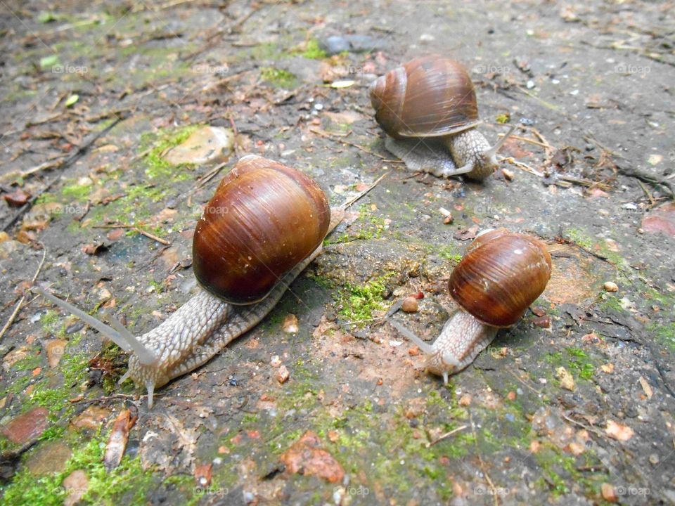 snails beautiful portraits view from the ground