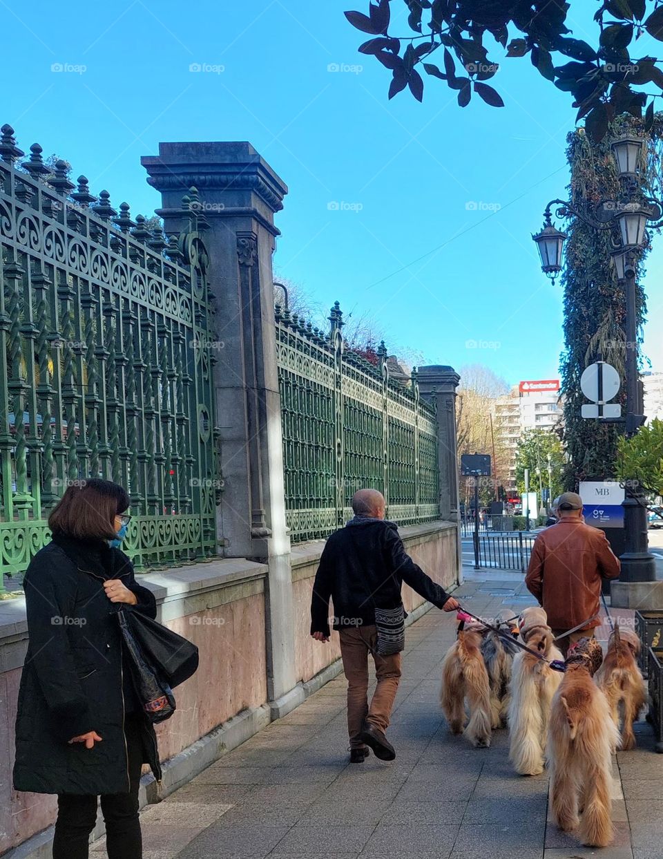 Pack of dogs in the city