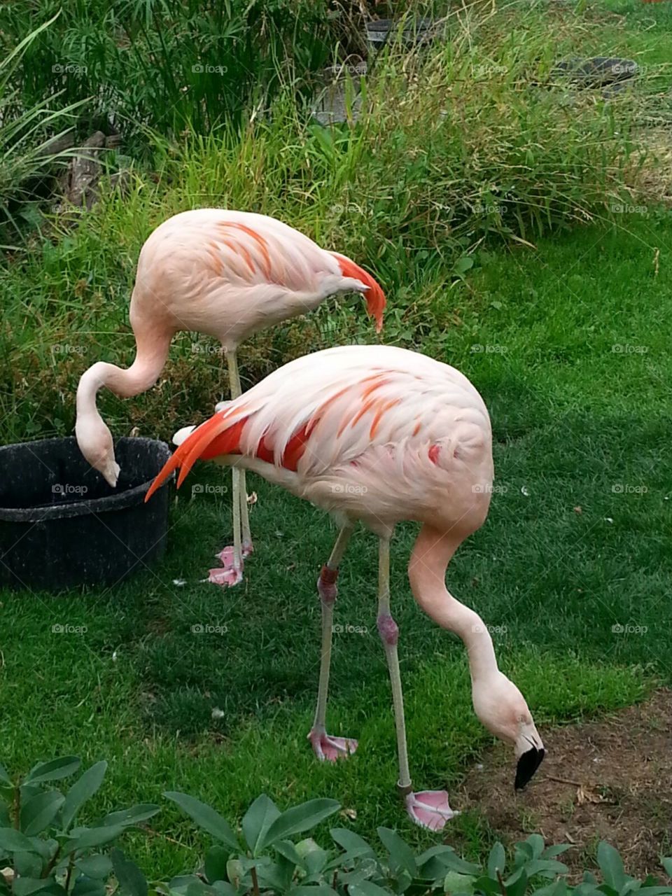 flamingos