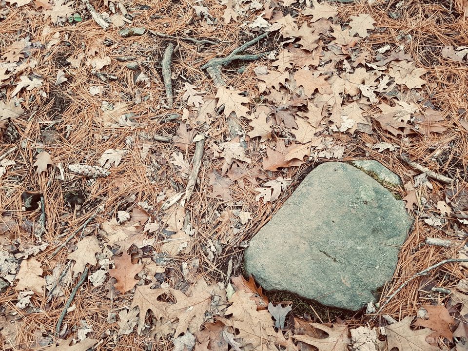 Fall ground texture with rock. 
