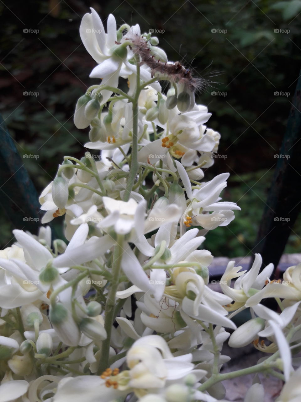 alive caterpillar on white flowers of fresh drumstick tree