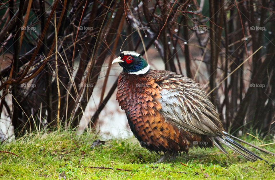 Pheasant.