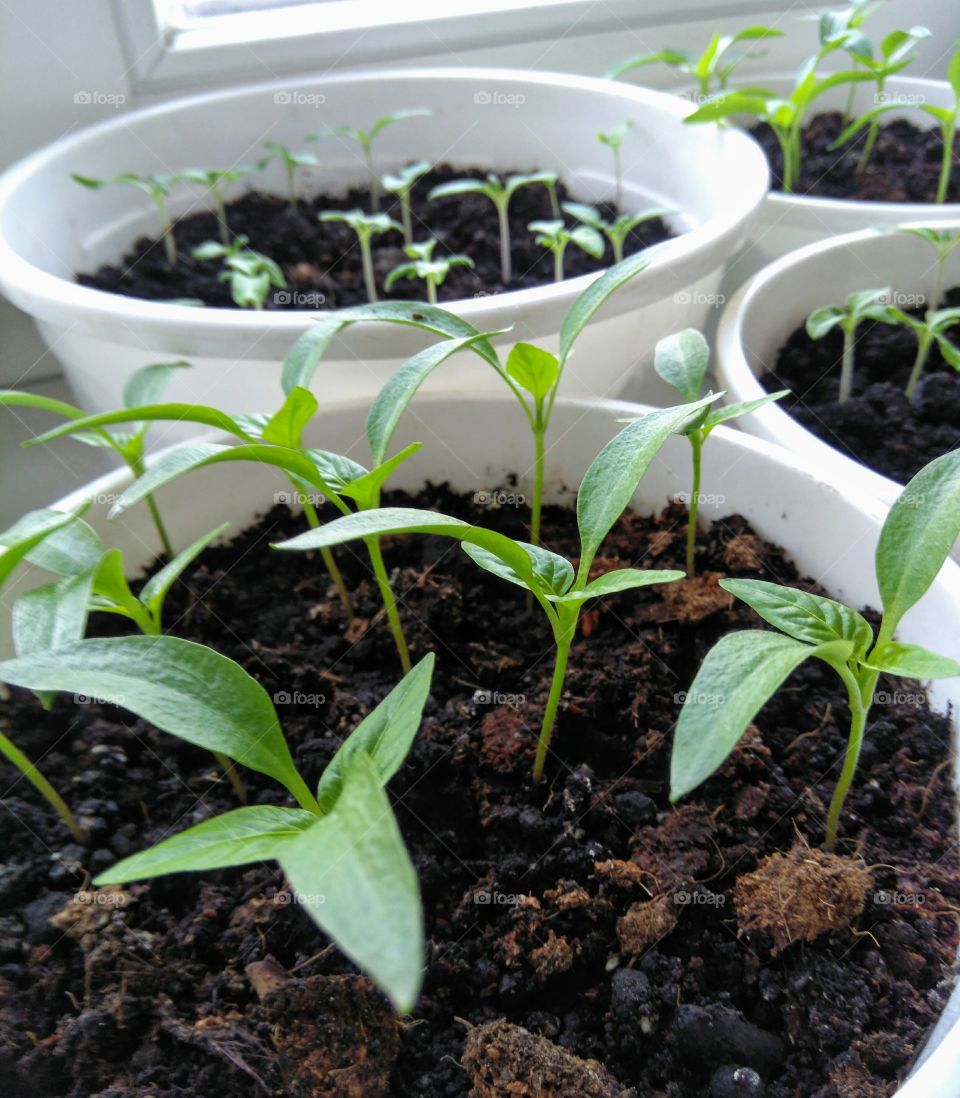 green plants gardening