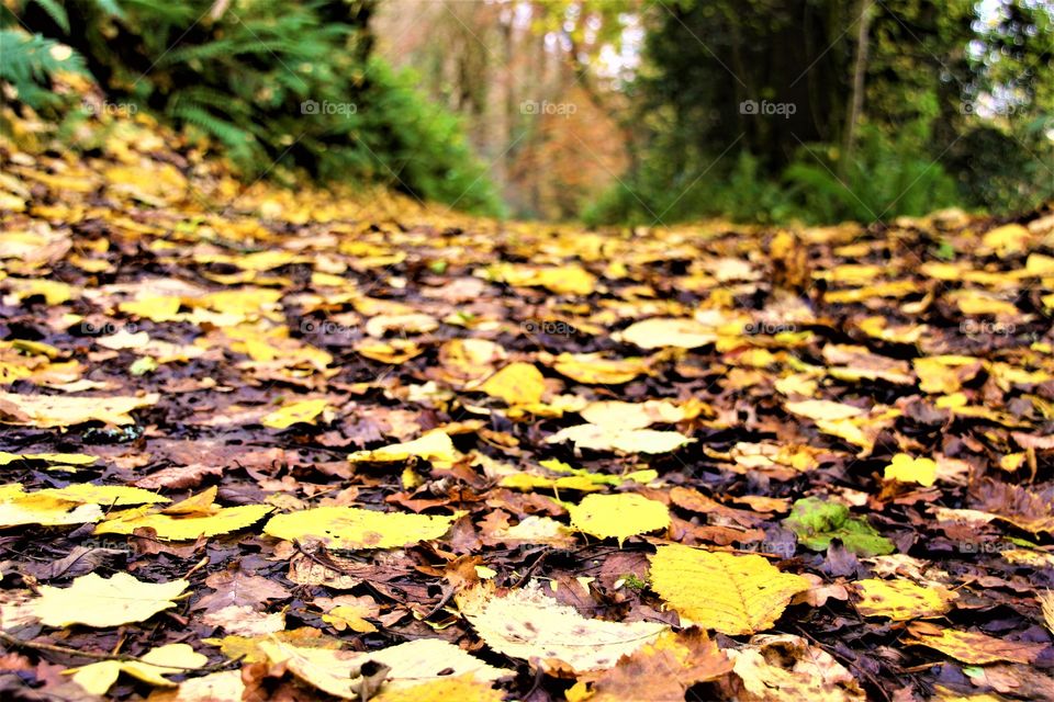 golden carpeted pathway