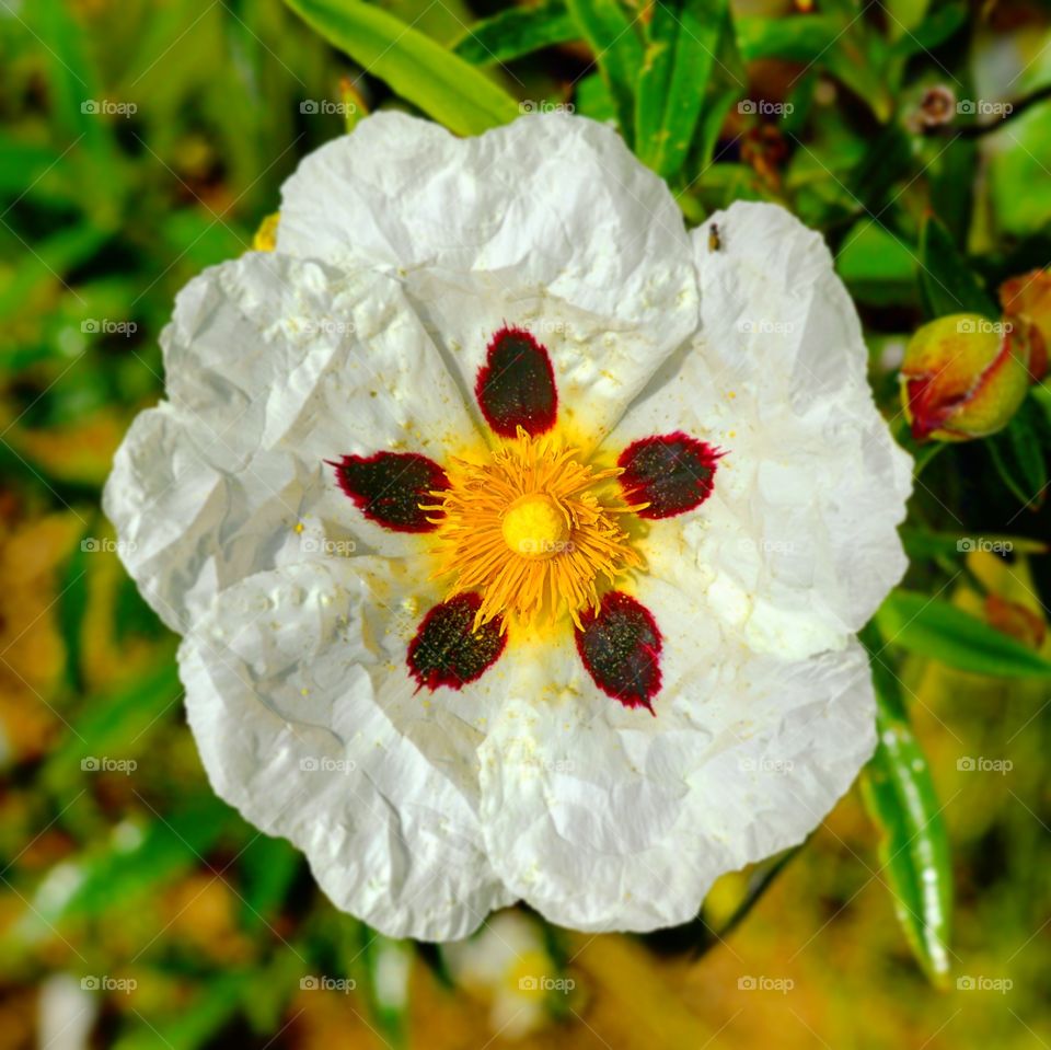 Flower simetry