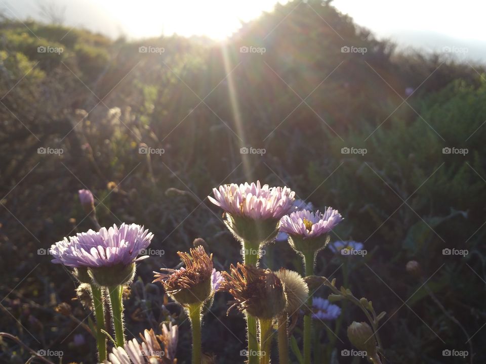 Flower, Nature, No Person, Outdoors, Field