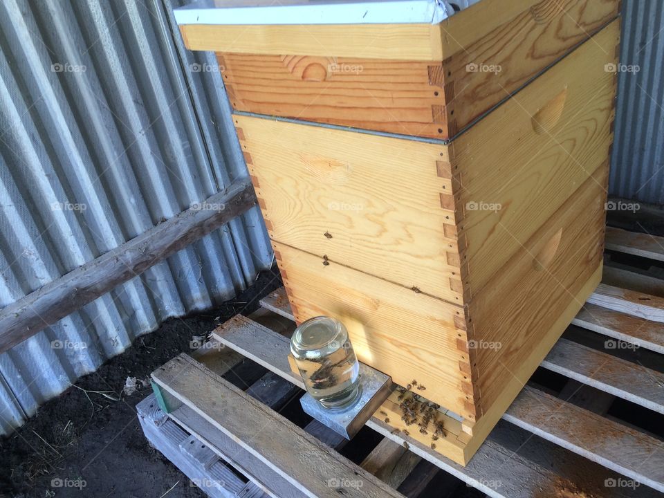 Honeybee Hive