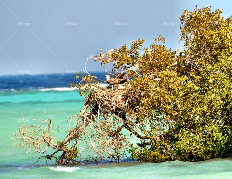 Osprey building nest