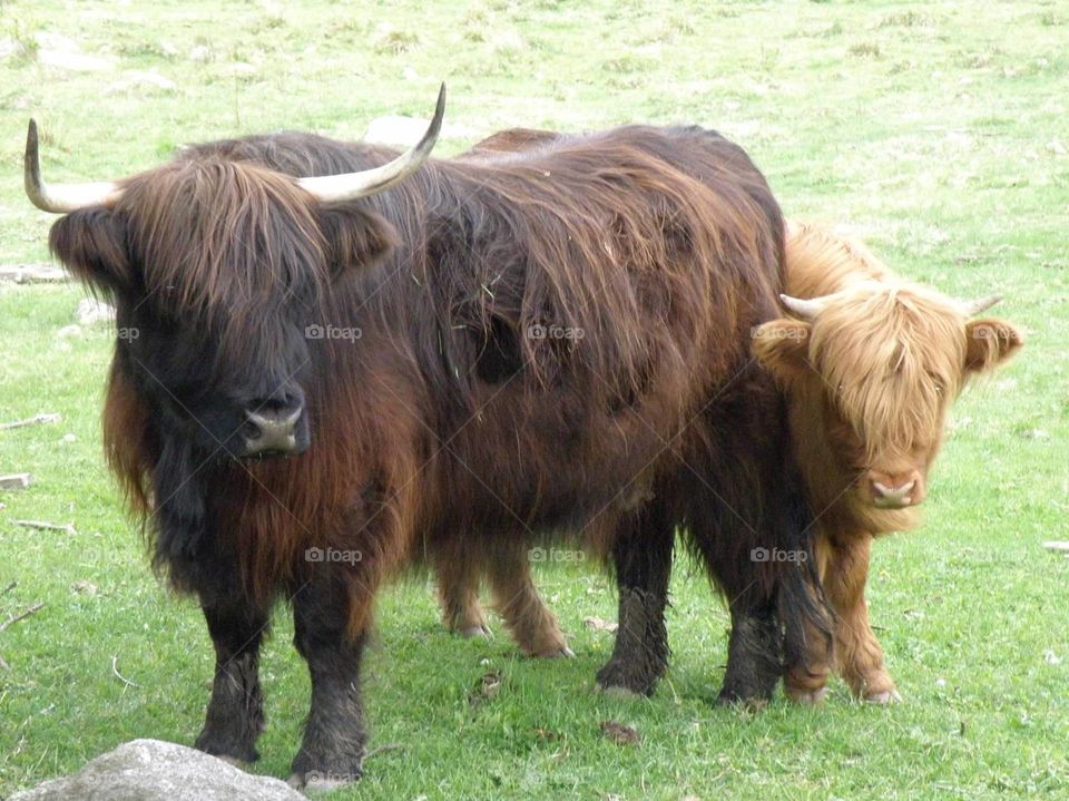 Hairy Moo Cows