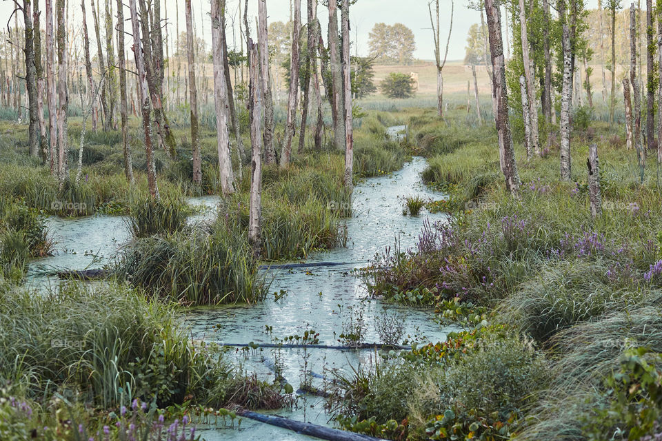 Swamp scenery, field, trees and grass flooded with water