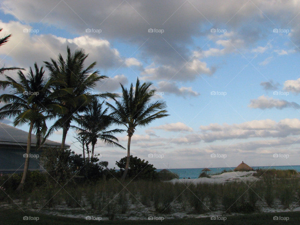 Trees on the beach