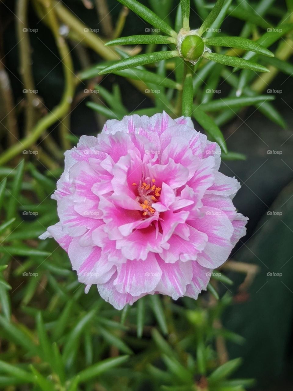 Flower Portulaca Grandiflora