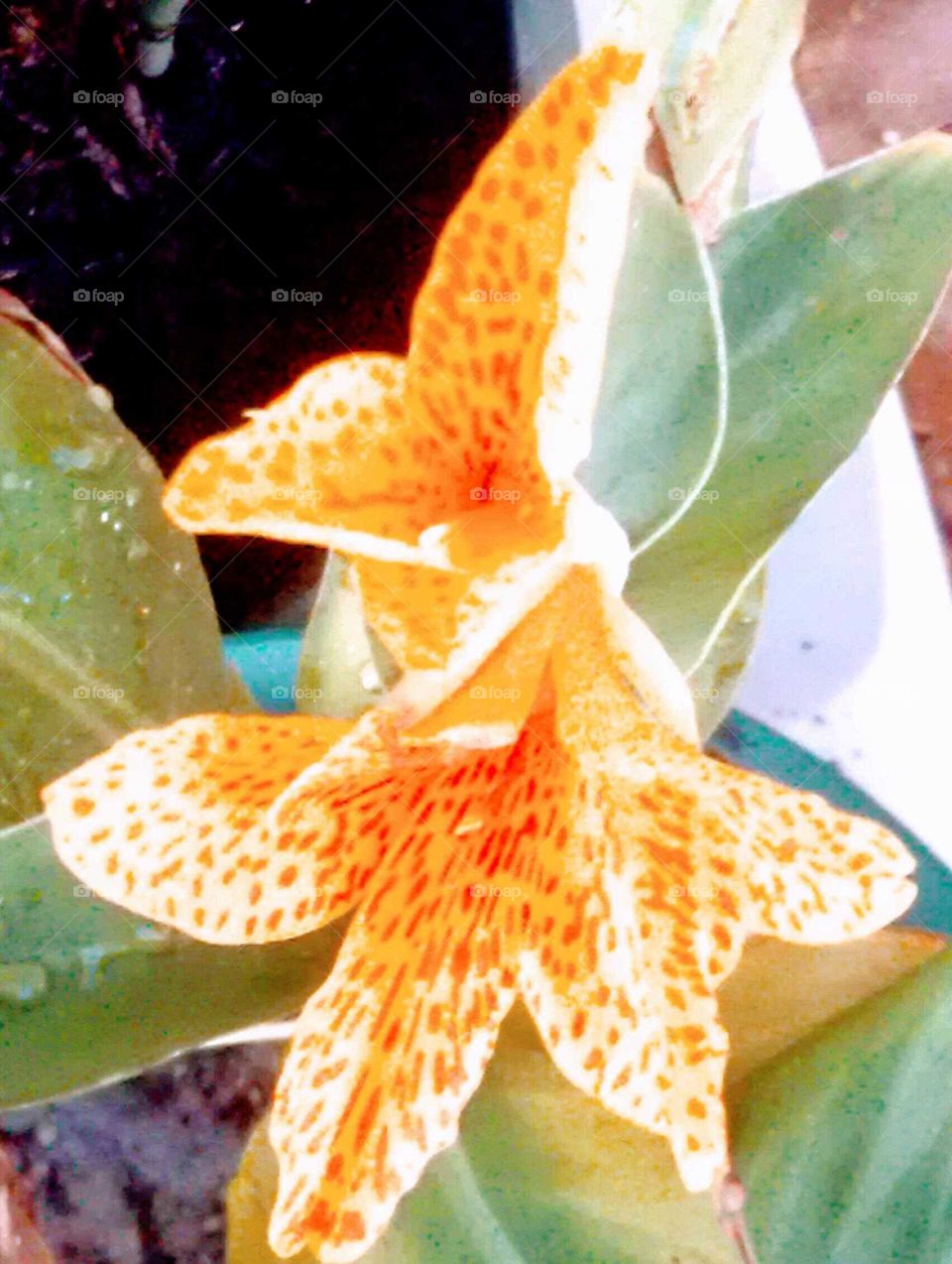 Orange Daylily double bloom