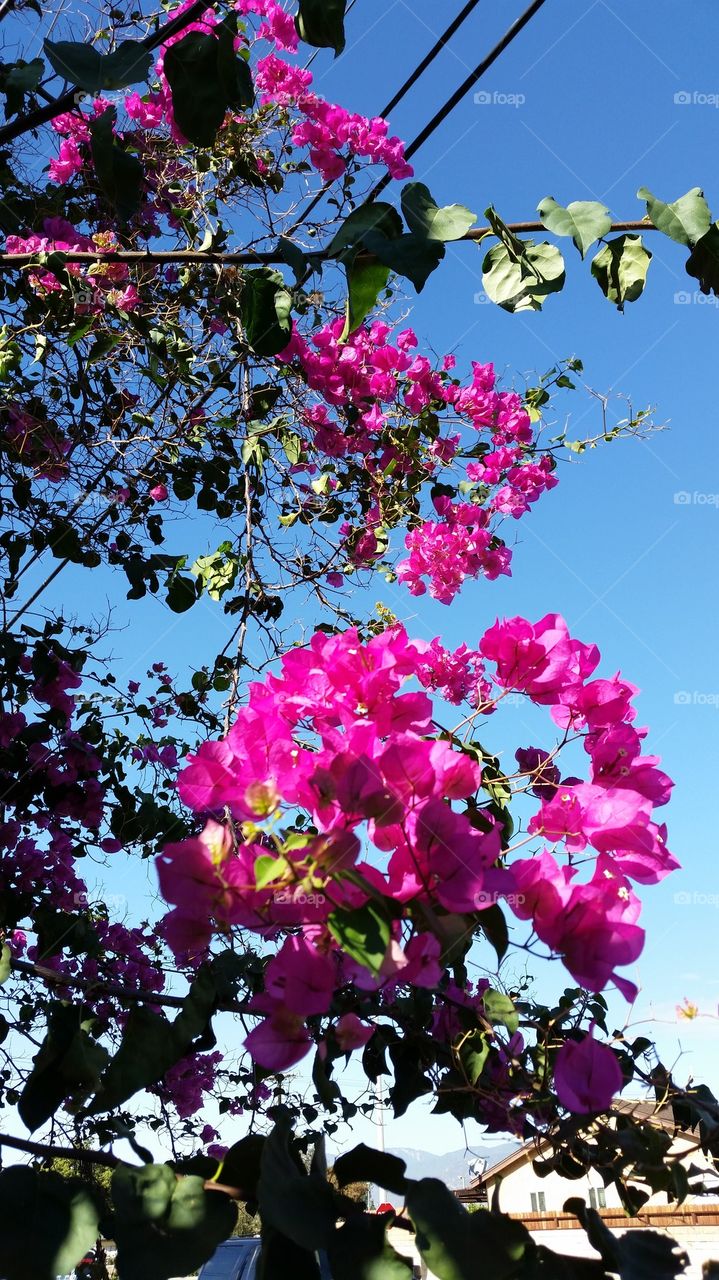 Pink Bougainvillea 