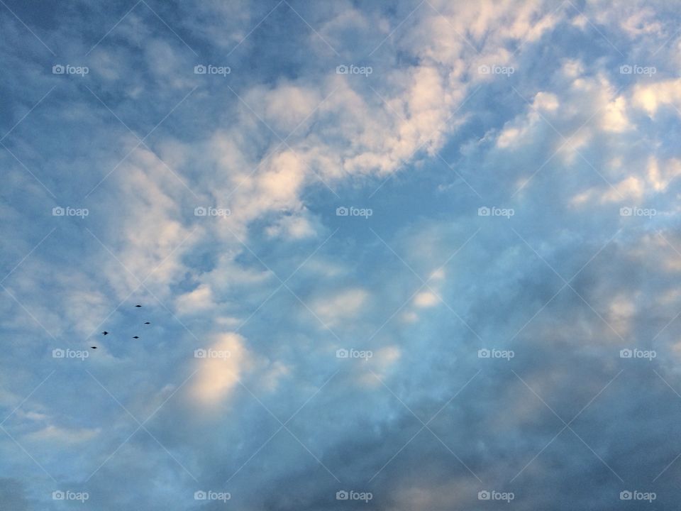 i would love to  fly with those birds  up in the sky 
