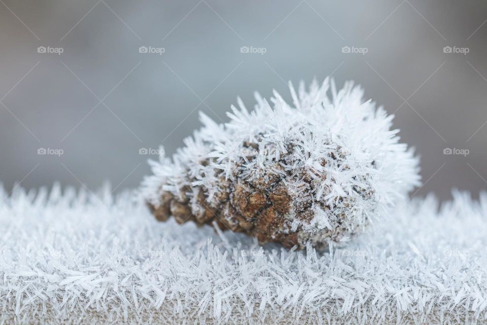 Closeup macro shot of pine cone covered with frost on a cold winter day outdoors 