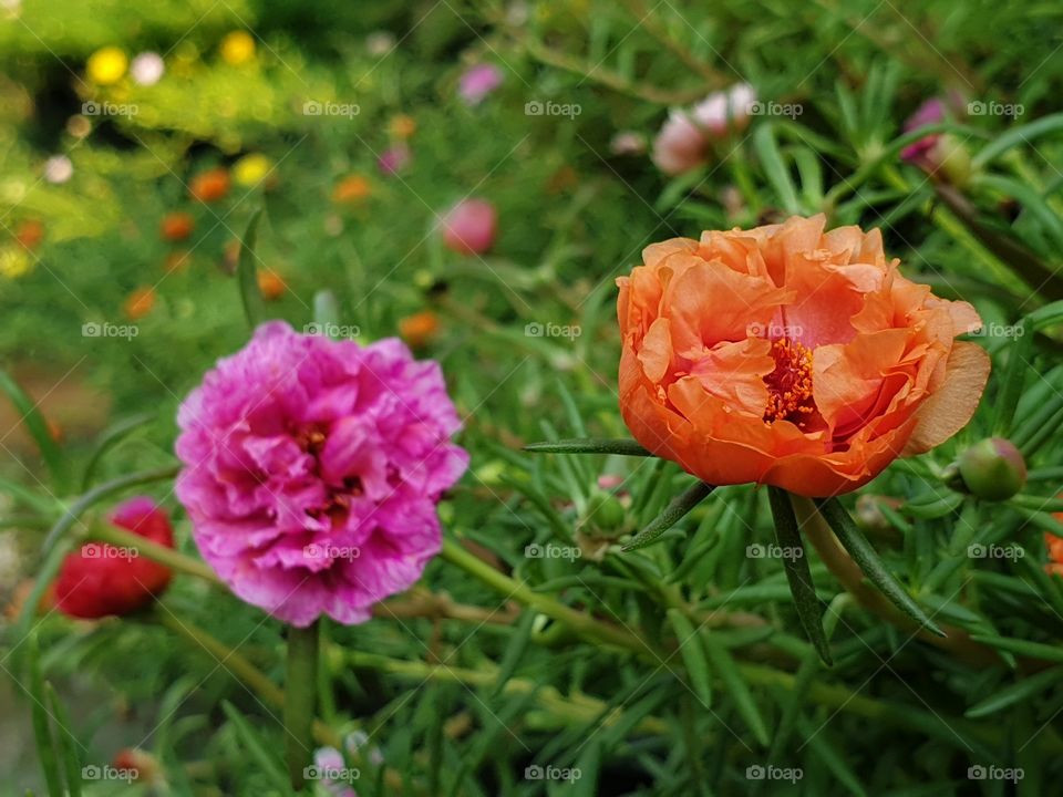 the portulaca grandiflora