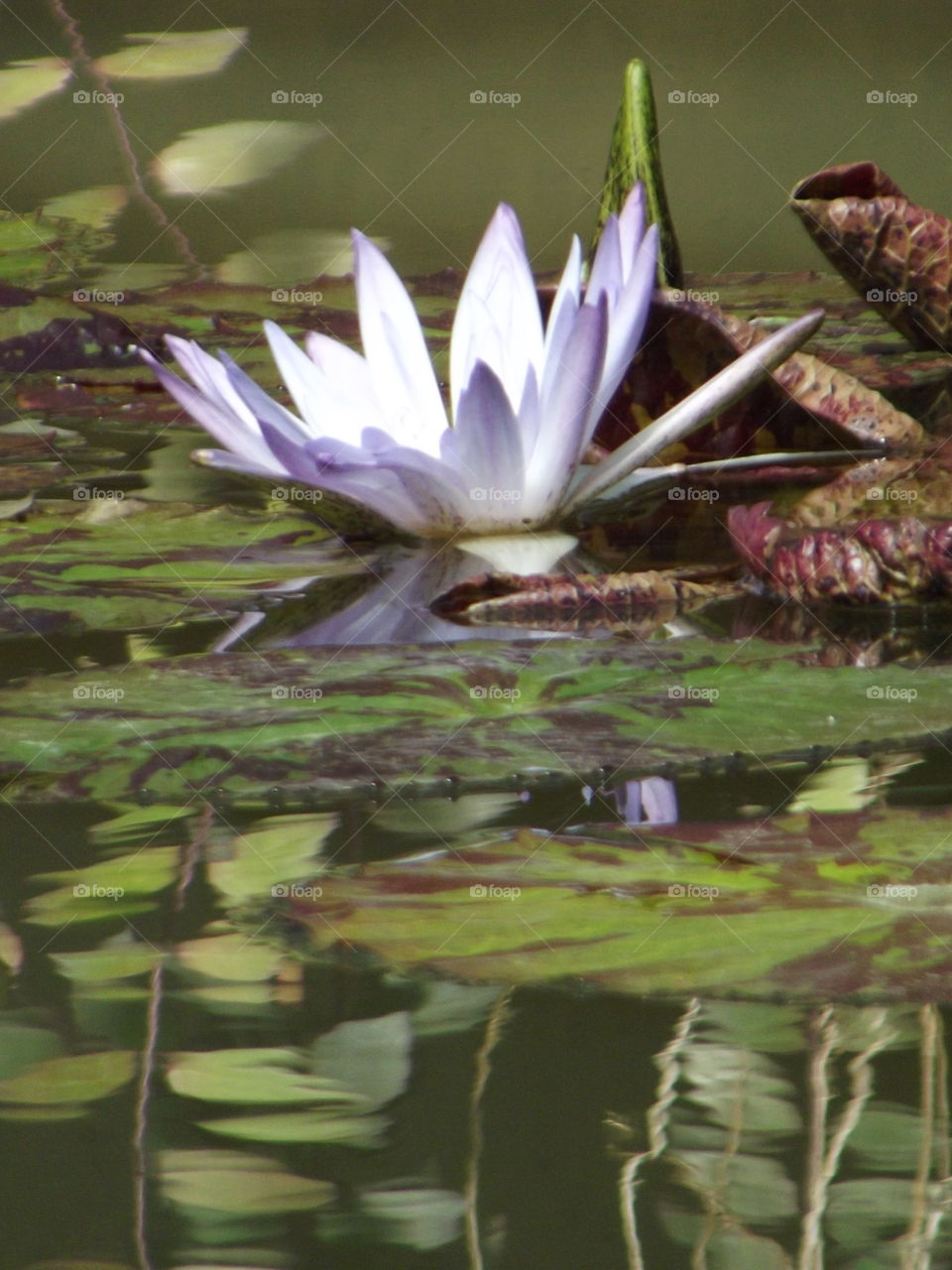 A Reflective Pool